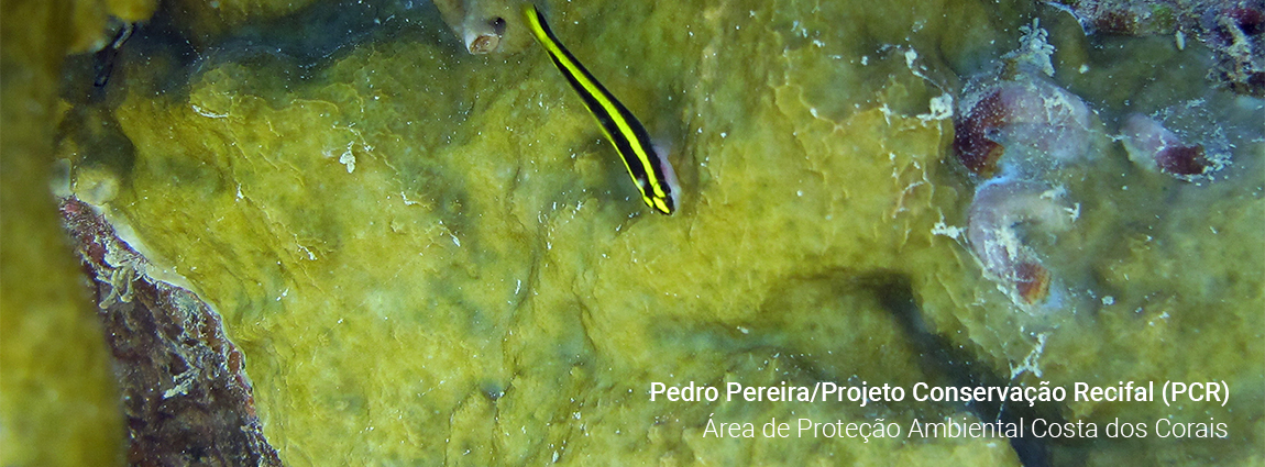 Área de Proteção Ambiental Costa dos Corais